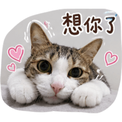 皮皮鹹鹹蛋