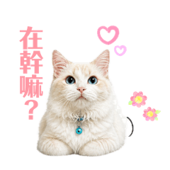 傲嬌小王子的日常
