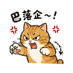 胖橘的怒吼
