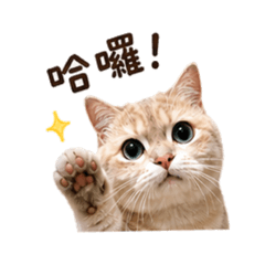muluのnichijo✿
