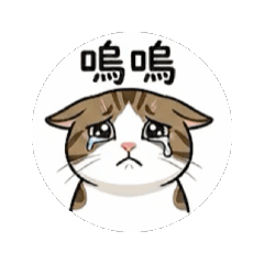 白底虎斑小貓Mu