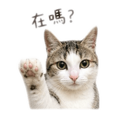 傑利❤️多多