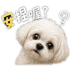 馬爾濟斯Migi&白爛幹話系列