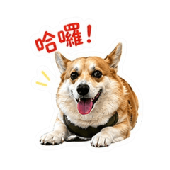 柯基 吳有財 哈囉