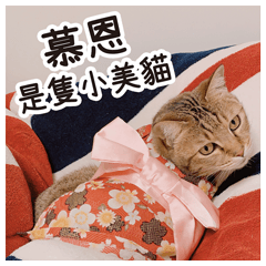 慕恩是隻小美貓