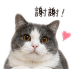 咪嚕vs湯圓