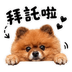 泰迪的愜意人生