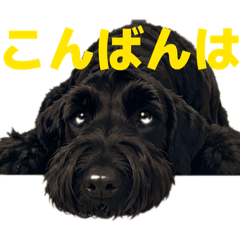 daikichi_20260515140438