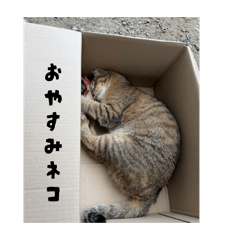 nepinepi_20260513141356