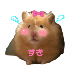 kurumin_20260515140509