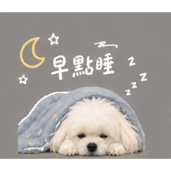 Q比Yumi daily