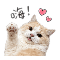 短腿日常用語