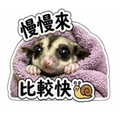 蜜袋鼯元寶的生活日常
