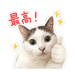 SHINAKO_20260518191047