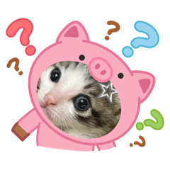 pingi__