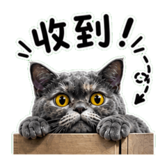 小鬍子1.0
