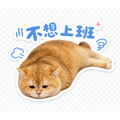 Lovely Jinbao