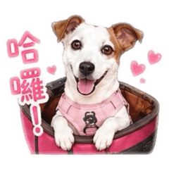 粉嫩的樂樂姐