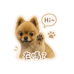 毛小孩Momo