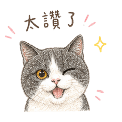 寶貝是隻貓2