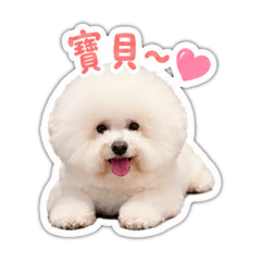 比熊-李小白（情侶版本）