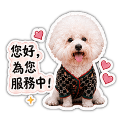 比熊-李小白（客服版本）