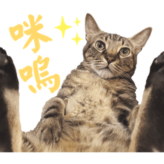 嚕寶日常貼圖