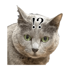 日常で使える猫 灰色 Line スタンプ Line Store 日常で使える猫 灰色 Line スタンプ Line Store