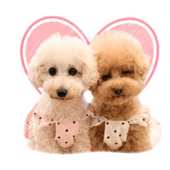 chiemii_20260519101725
