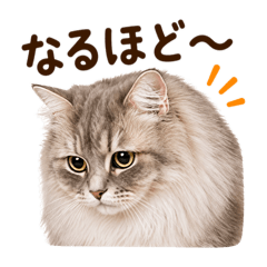 siberians22_20260515152238