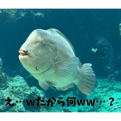 kosiibuki_20260515154612