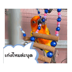 Parrot..