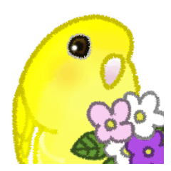Lineolated Parakeet Lutino