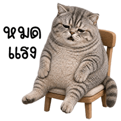A chubby, mischievous striped cat