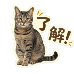 Cat House_20260515163417