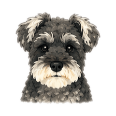 Schnauzer_coco_1