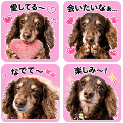 Dachshund Sora's Heart-Flutter Stickers