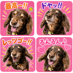 Dachshund Sora's Hype Stickers