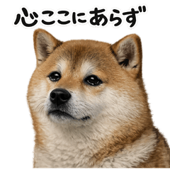 Relaxed, lethargic Shiba Inu stamp