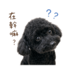 乖乖是隻黑貴賓