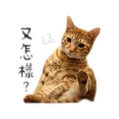賴打打