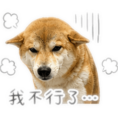西螺庫洛狗狗物語