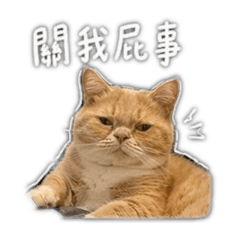 鼓哥