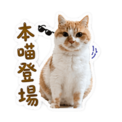 寶貝咪的可愛日常2