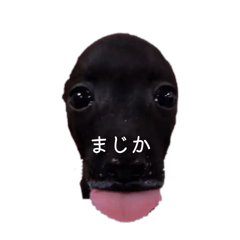 かわたんのスタンプ