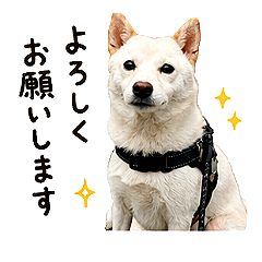 Daily Chat Stickers  ICHI ver.3.0