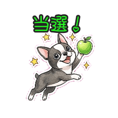 Boston Terrier and Green Apple Sticker