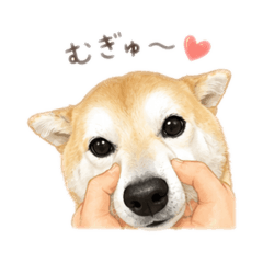 Konatsu the Shiba Inu ver.2