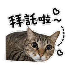 我家有隻母老虎：老虎日常