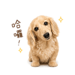 湯圓的饅頭阿姨來了